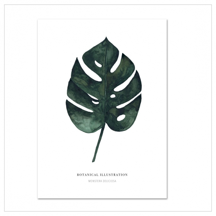 Affiche A4 Monstera Deliciosa