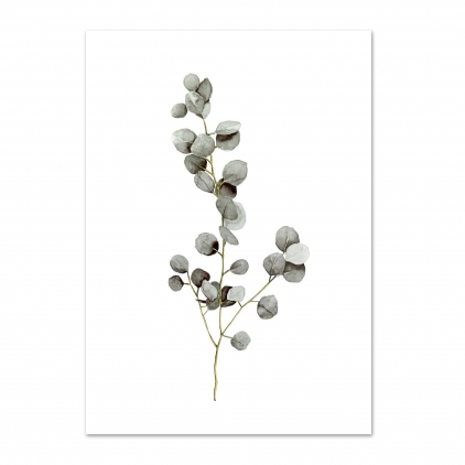 Affiche A4 Eucalyptus