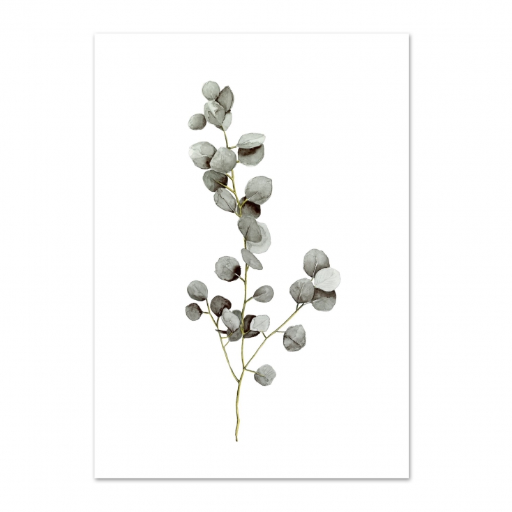 Affiche A4 Eucalyptus