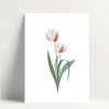 Carte simple - Tulipe blanche