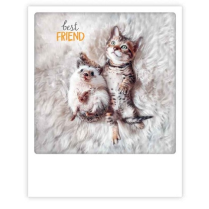 Carte postale - Best friends hedgehog cat - ZG1261EN