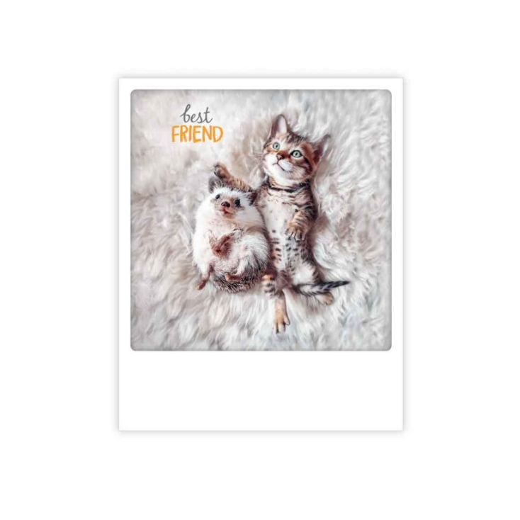 Carte postale - Best friends hedgehog cat - ZG1261EN