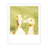 Carte postale - Duck Couple - ZG1553