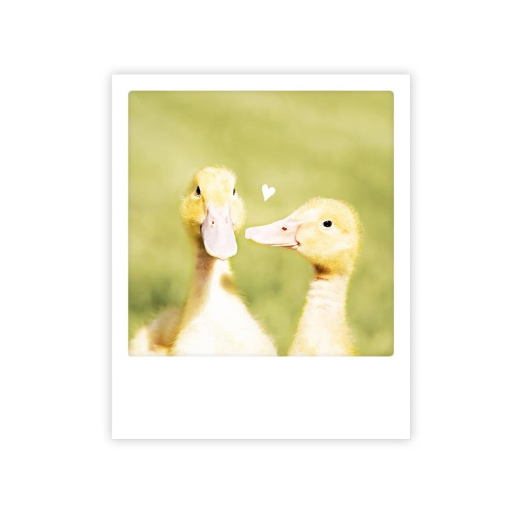 Carte postale - Duck Couple - ZG1553