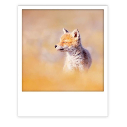 Carte postale - fox - ZG1417